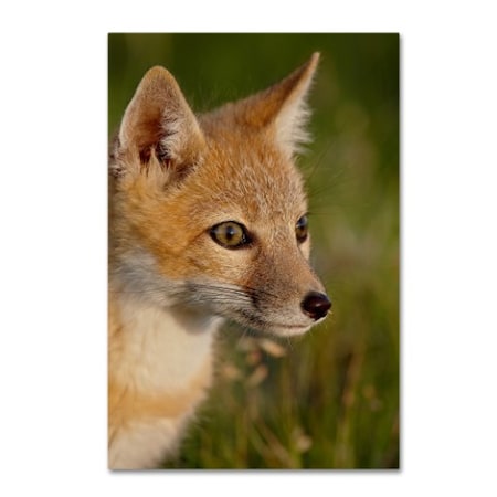 Robert Harding Picture Library 'Fox' Canvas Art,12x19